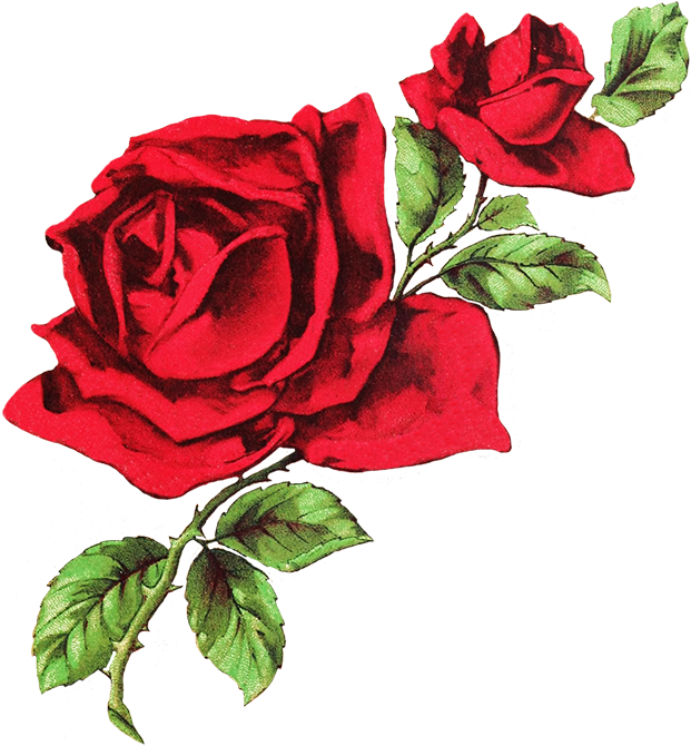 A Red Rose With Green Leaves