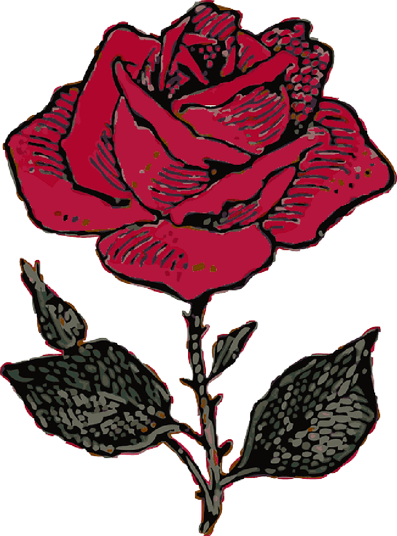 A Red Rose With Black Leaves
