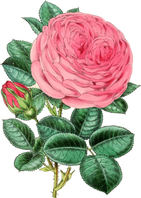 Rose Flower Vector Png 536 X 750