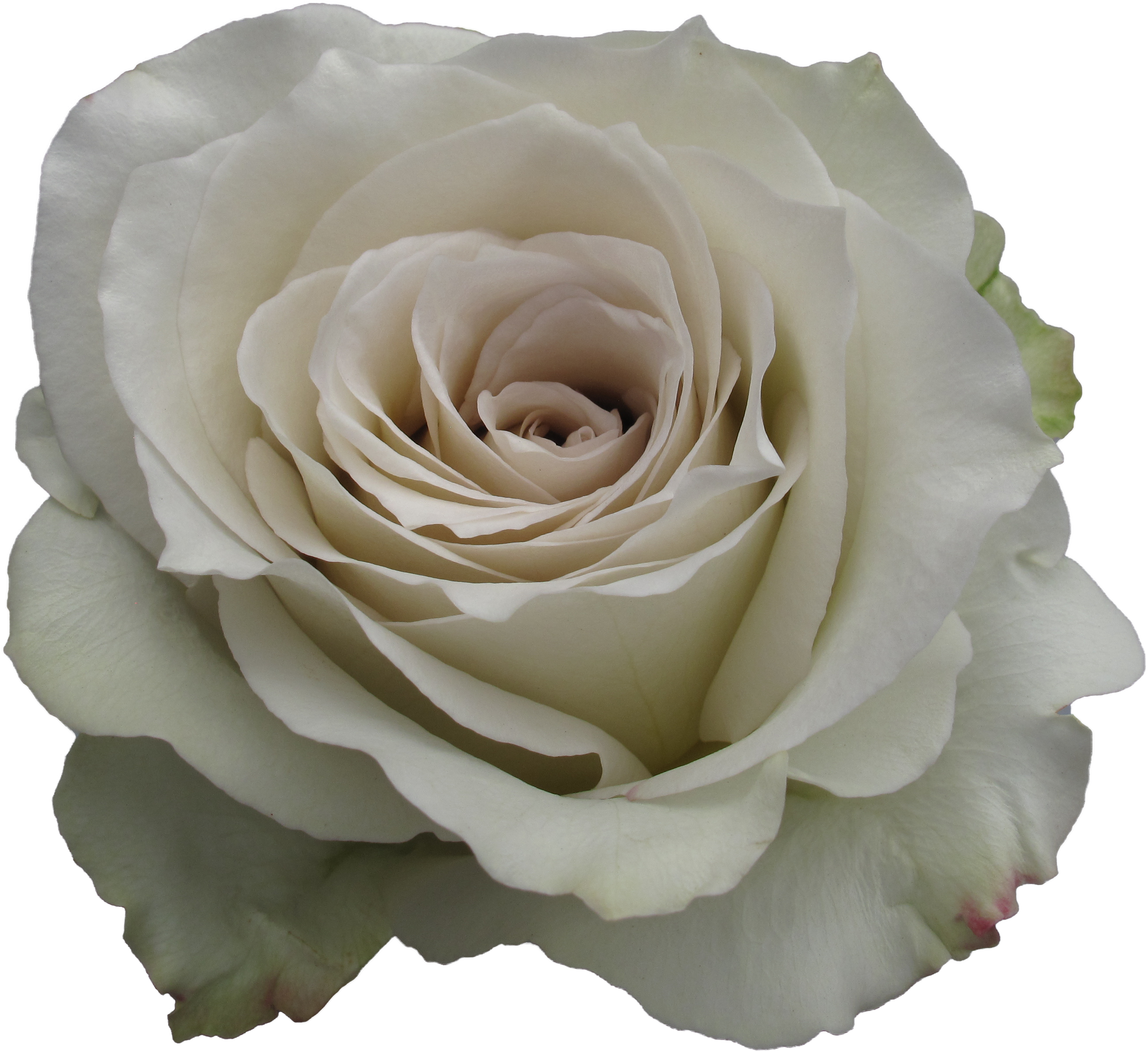 A Close Up Of A White Rose