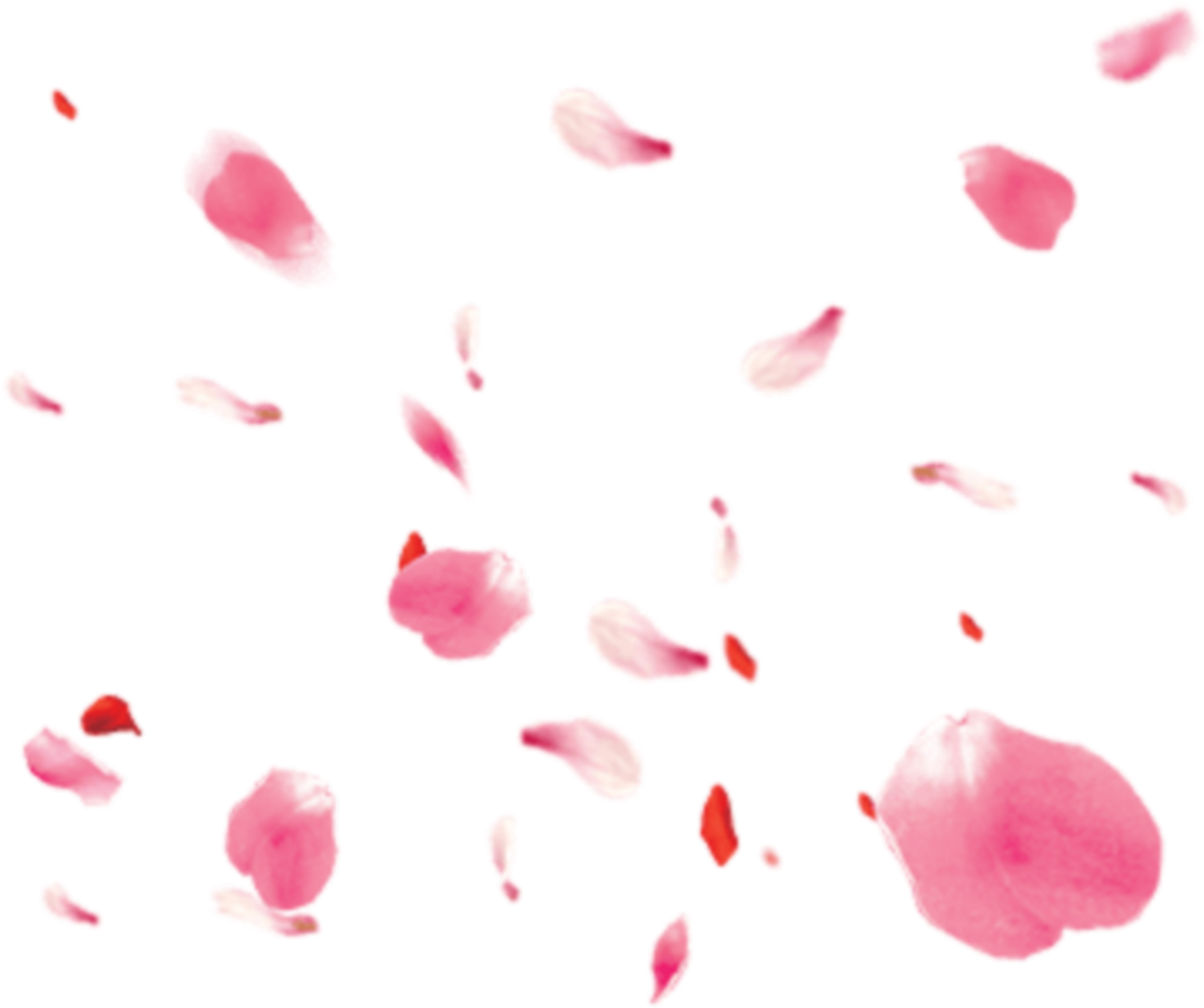 A Pink Petals Falling