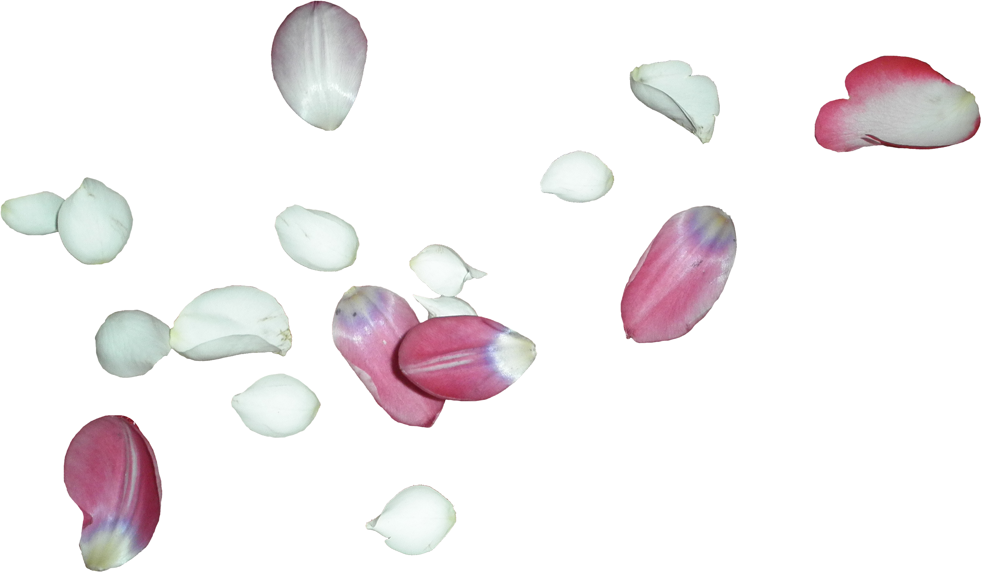 A Group Of Petals On A Black Background