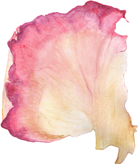 Rose Petals Png 452 X 537