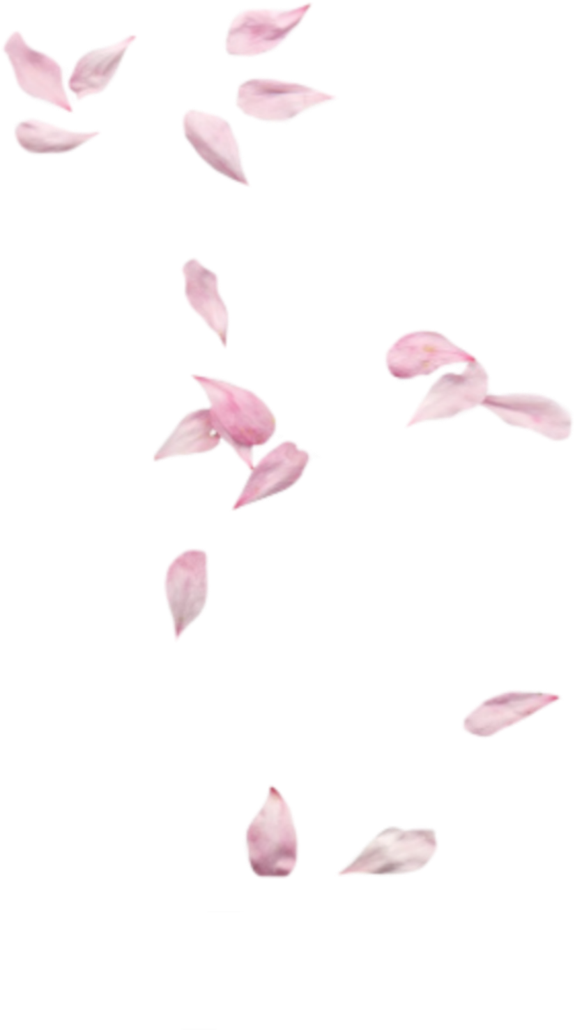 A Pink Petals Falling In The Air