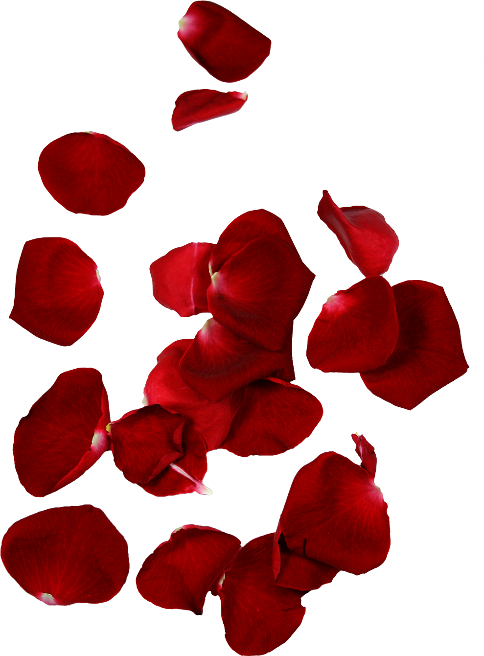 Rose Petals Png 989 X 1340
