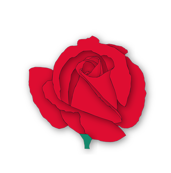 Rose Png 337 X 340