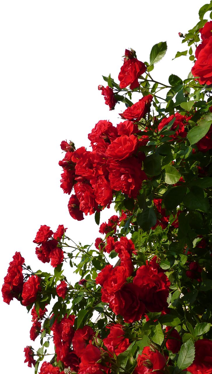 A Close Up Of A Bush Of Red Roses
