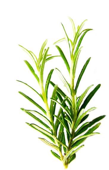 Rosemary, Isolated, Herbs, Green, Leaf, Ingredient - Transparent Background Herb Png, Png Download