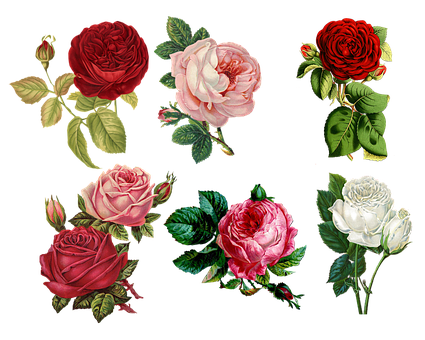 A Group Of Roses On A Black Background