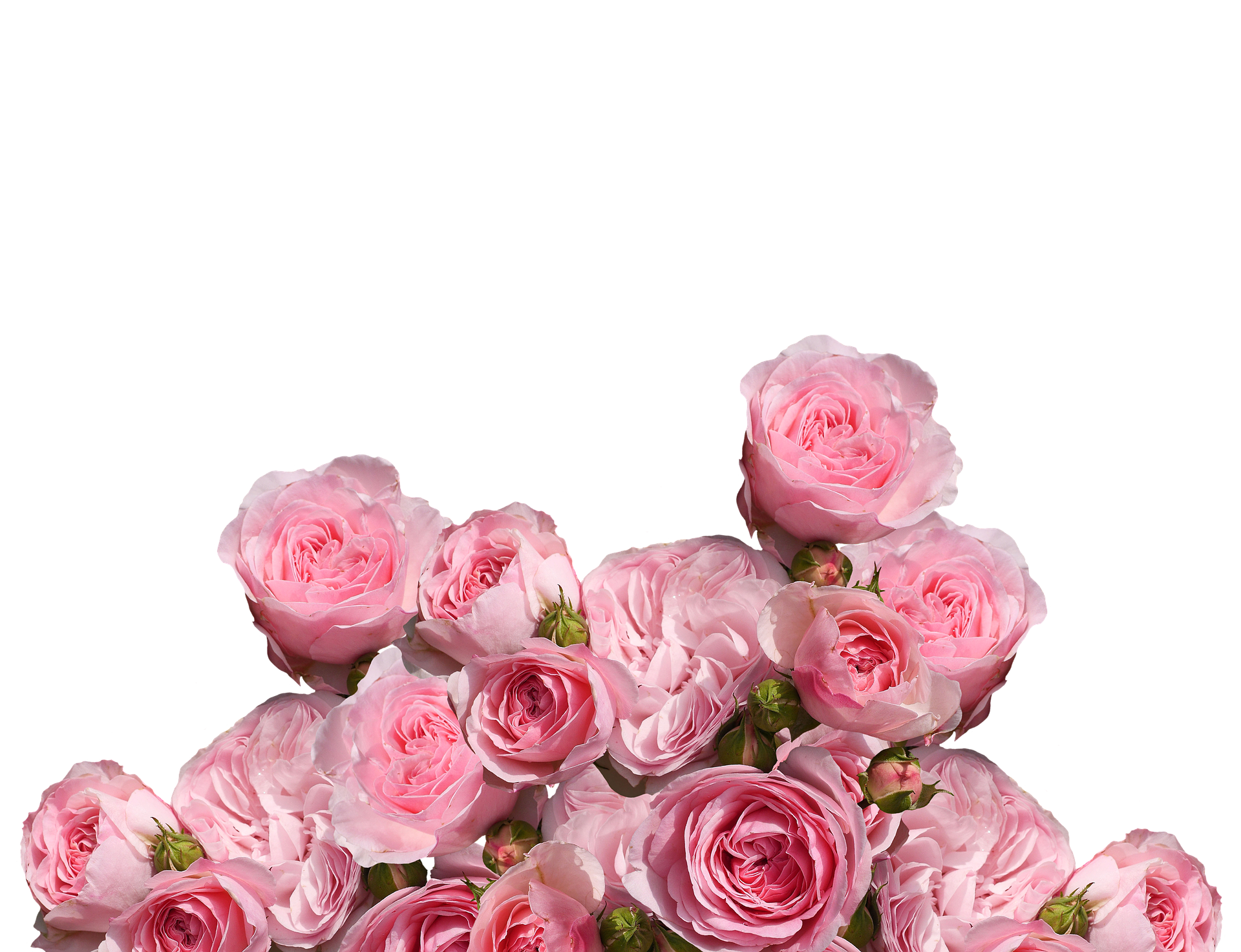 A Group Of Pink Roses