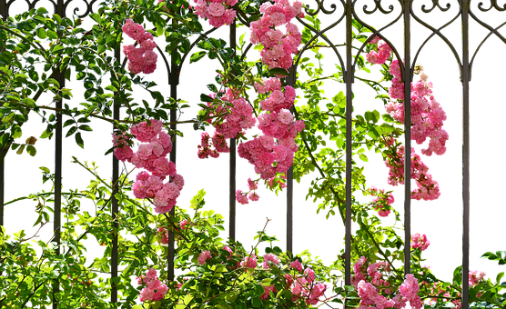 A Pink Flowers On A Fence