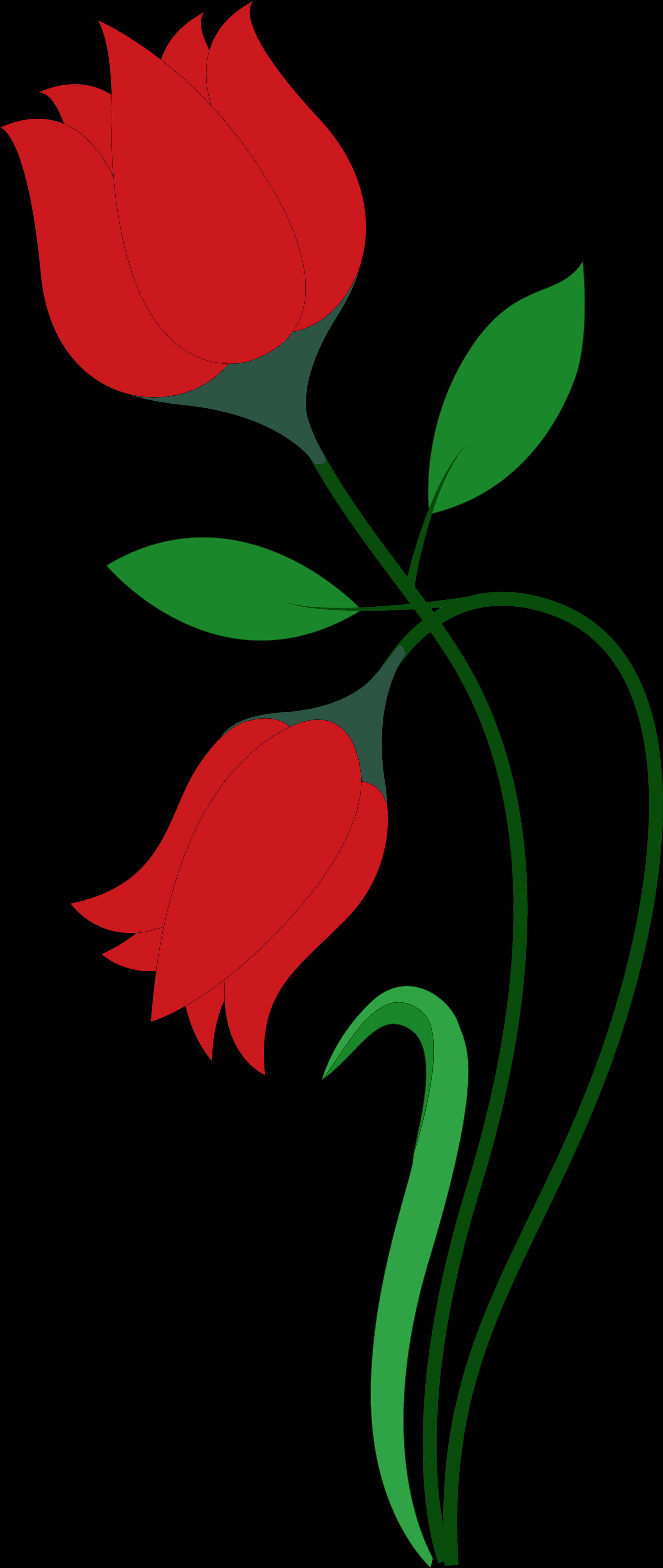 Roses Png 2246 X 5314