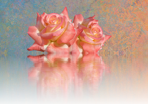 A Pair Of Pink Roses On A Reflective Surface