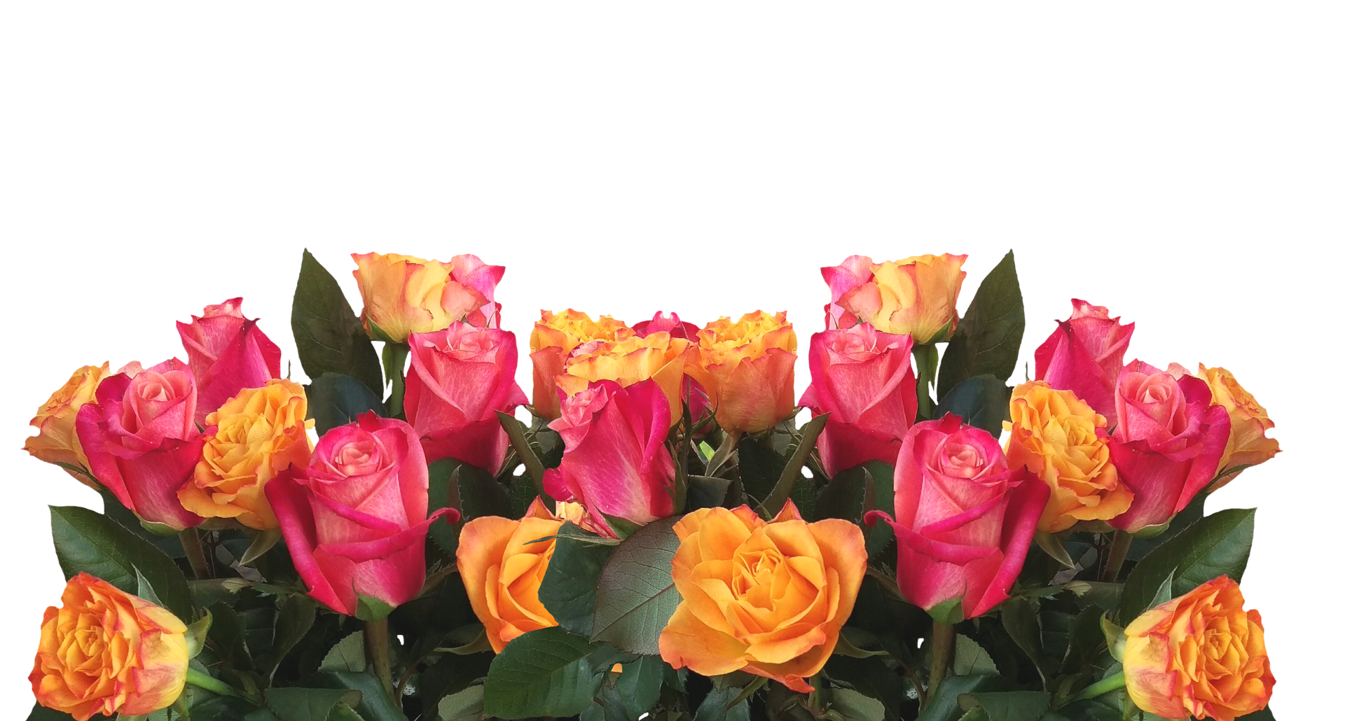 A Group Of Pink And Yellow Roses