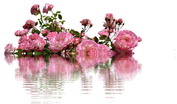 A Group Of Pink Roses In Water