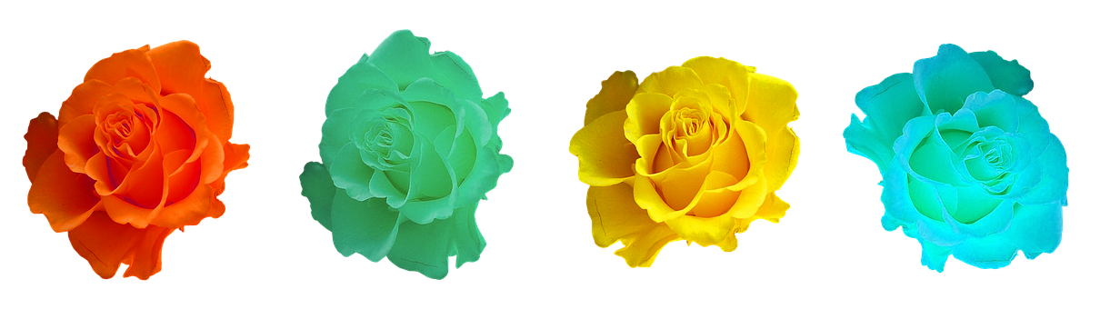 A Yellow And Green Rose