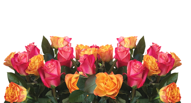 Roses Png 633 X 340