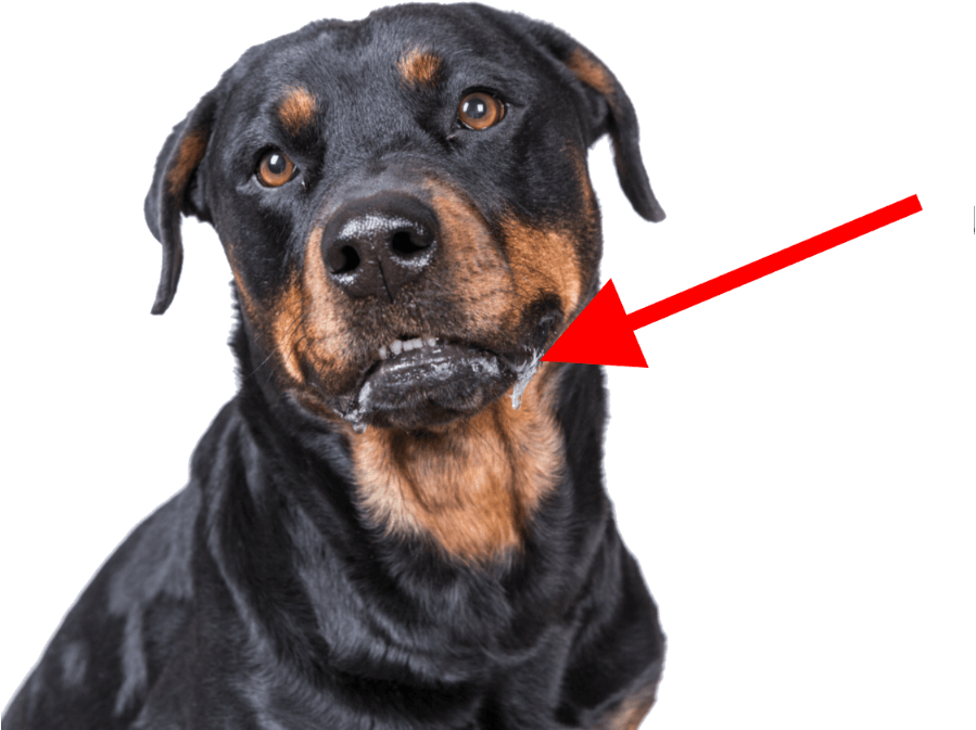 A Dog With A Red Arrow Pointing To Its Mouth