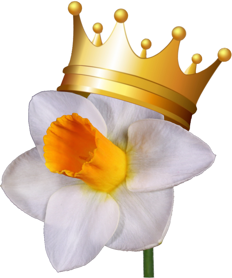 A White Flower With A Gold Crown