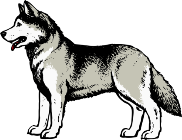 A Black And White Drawing Of A Wolf
