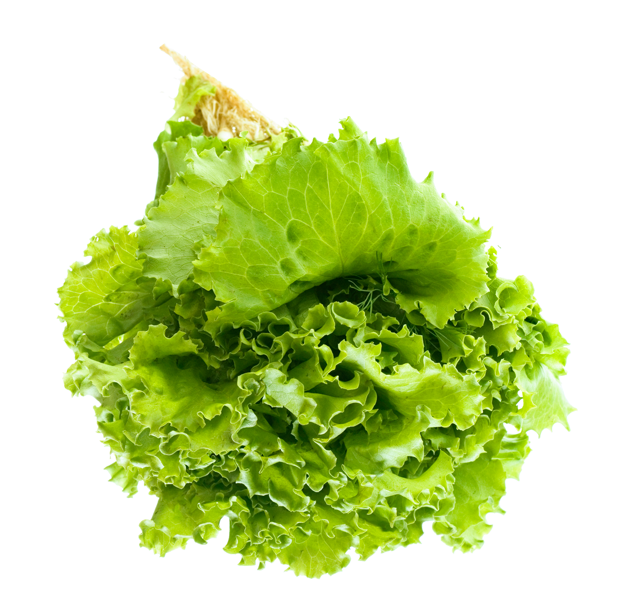 A Green Leafy Lettuce On A Black Background