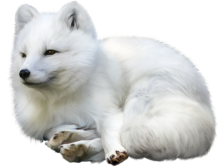 A White Fox Lying Down