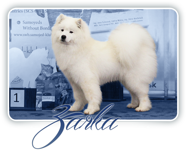 A White Fluffy Dog Standing On A Blue Carpet