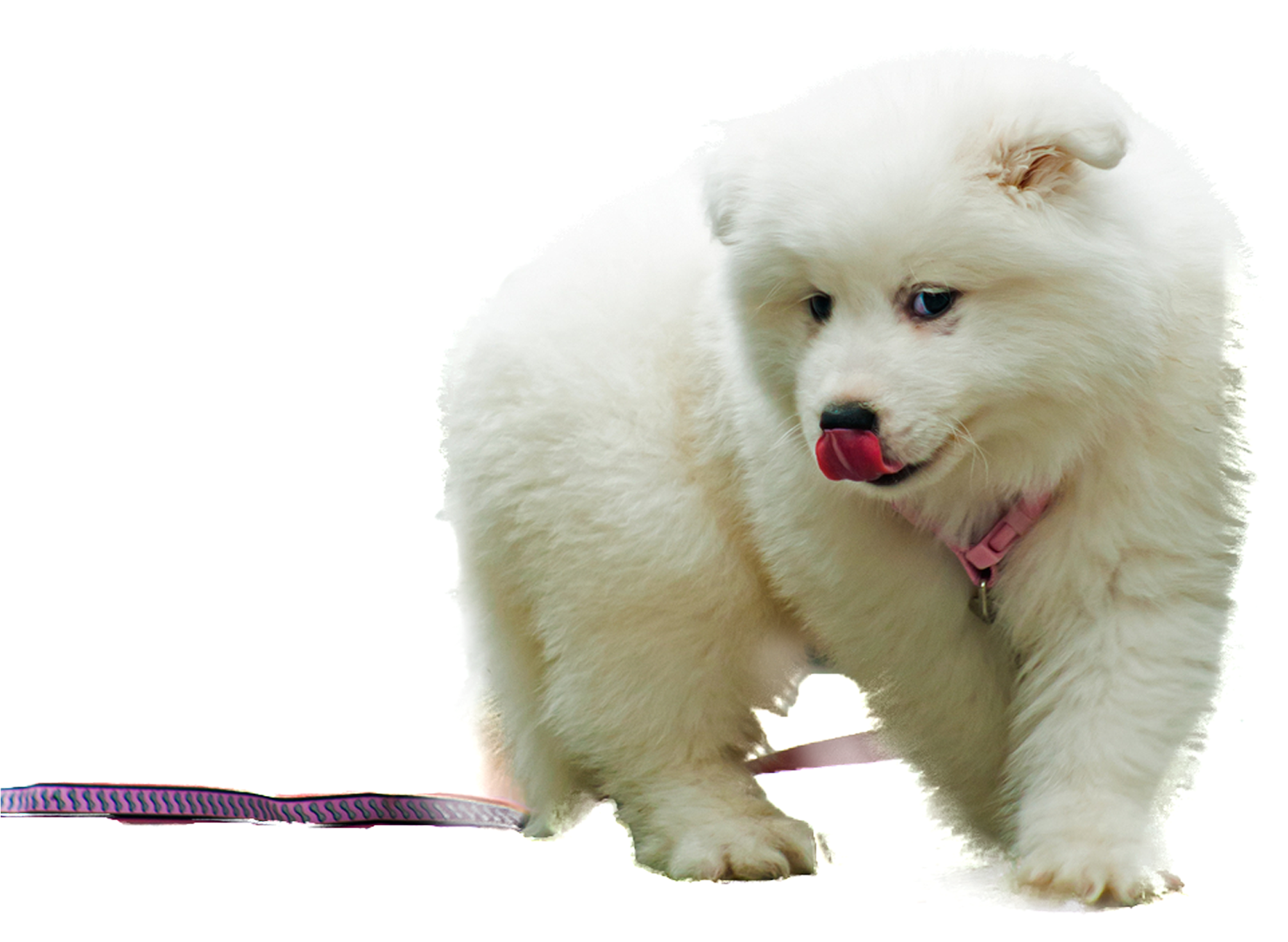 A White Dog With A Pink Leash