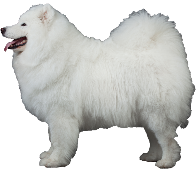 A White Fluffy Dog Standing