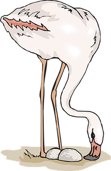 A White Bird With Long Legs