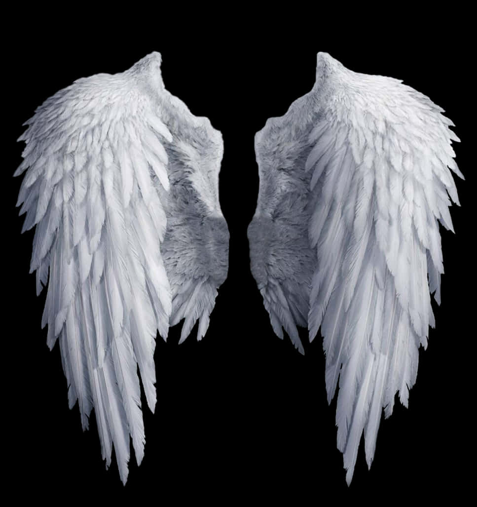 A Pair Of White Wings