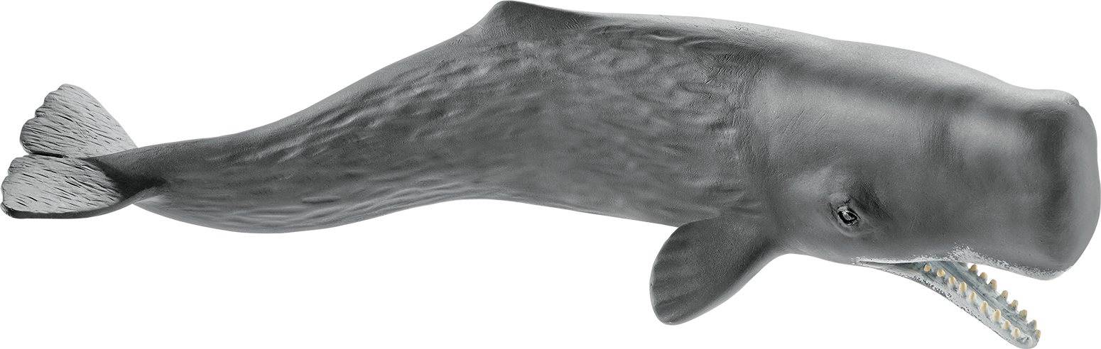 A Grey Whale With Black Background