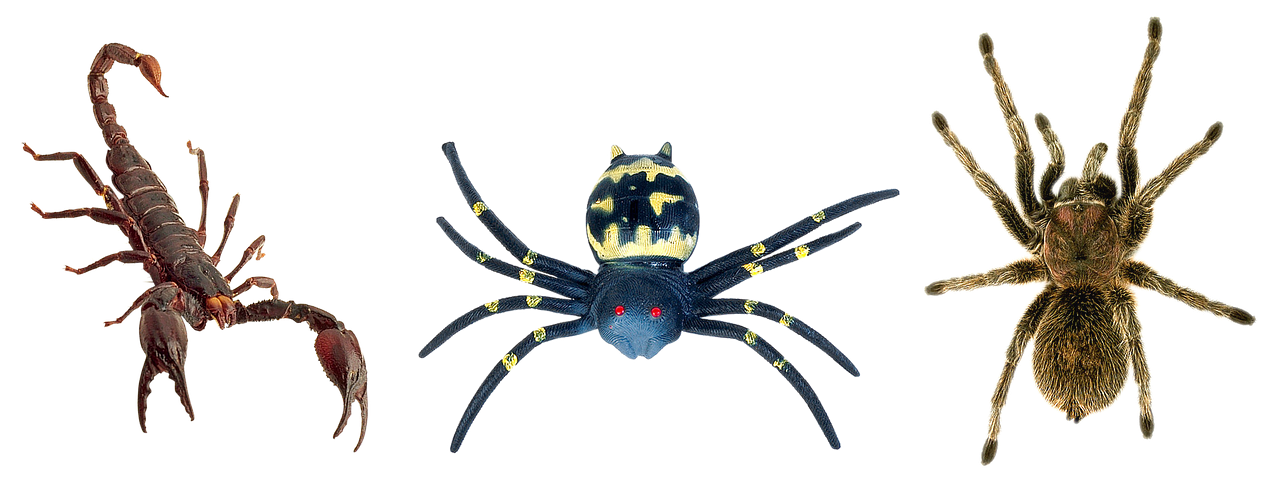 A Toy Spider With Red Eyes