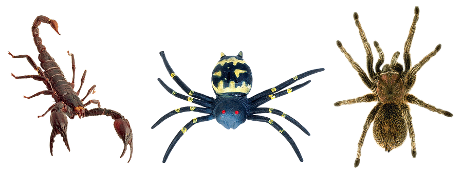 A Toy Spider With Red Eyes