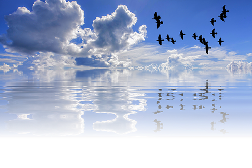 A Group Of Birds Flying Over Water
