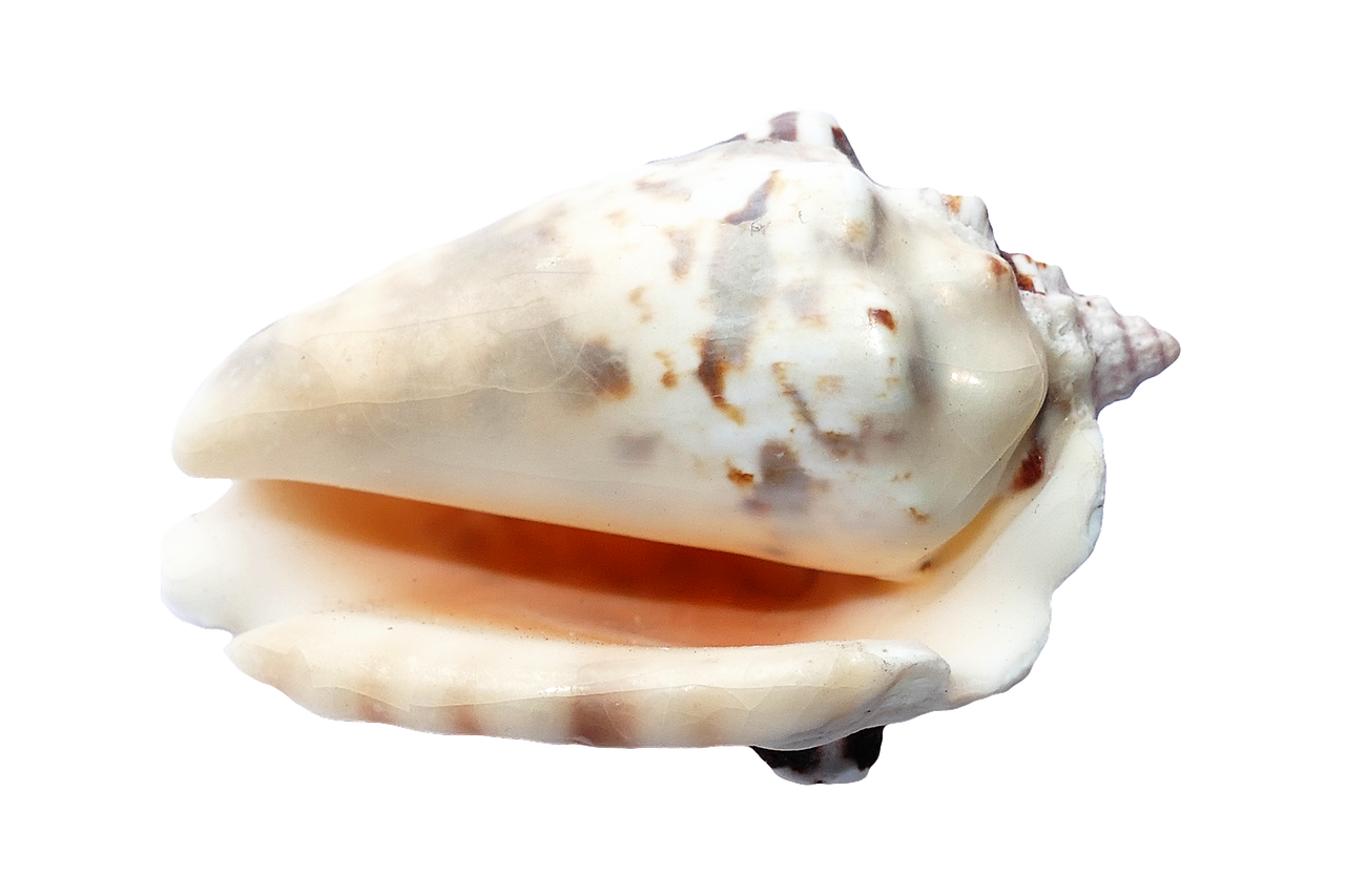 A Close Up Of A Shell