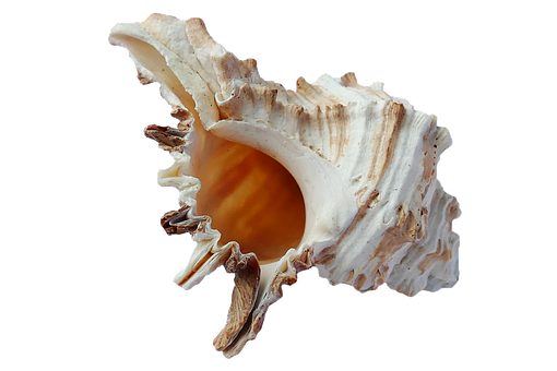 A Sea Shell With A Hole In It