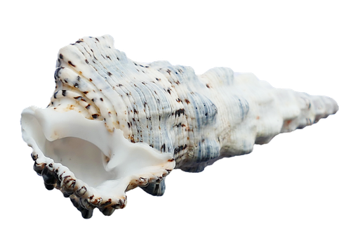 A White And Black Sea Shell