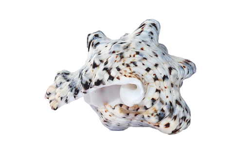 A Sea Shell With Black Spots
