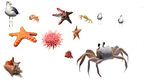 A Group Of Sea Animals