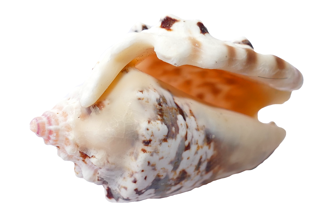 A Close Up Of A Seashell