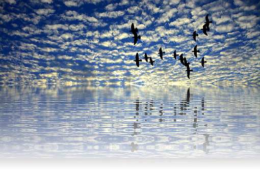 A Flock Of Birds Flying Over Water