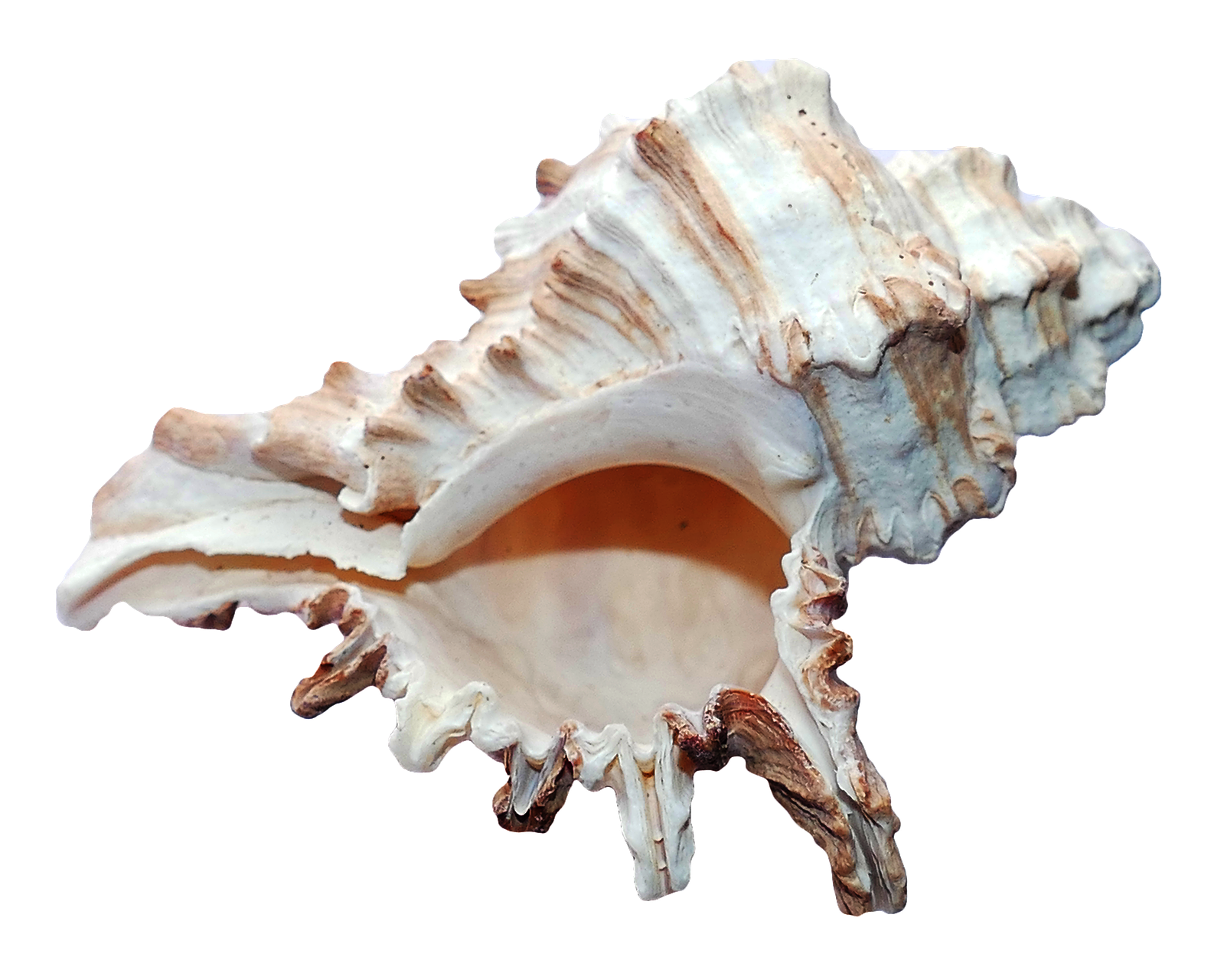 A Close Up Of A Sea Shell