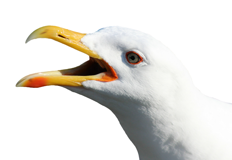 Seagull Png 960 X 664