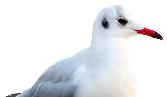 A Close Up Of A White Bird