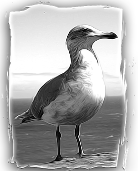Seagull Png 275 X 340