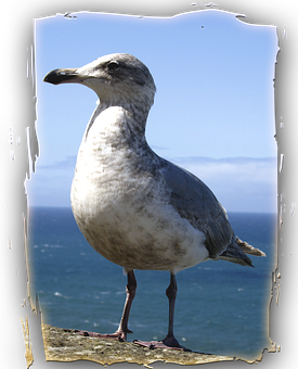 Seagull Png 275 X 340