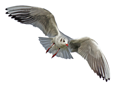 Seagull Png 453 X 340