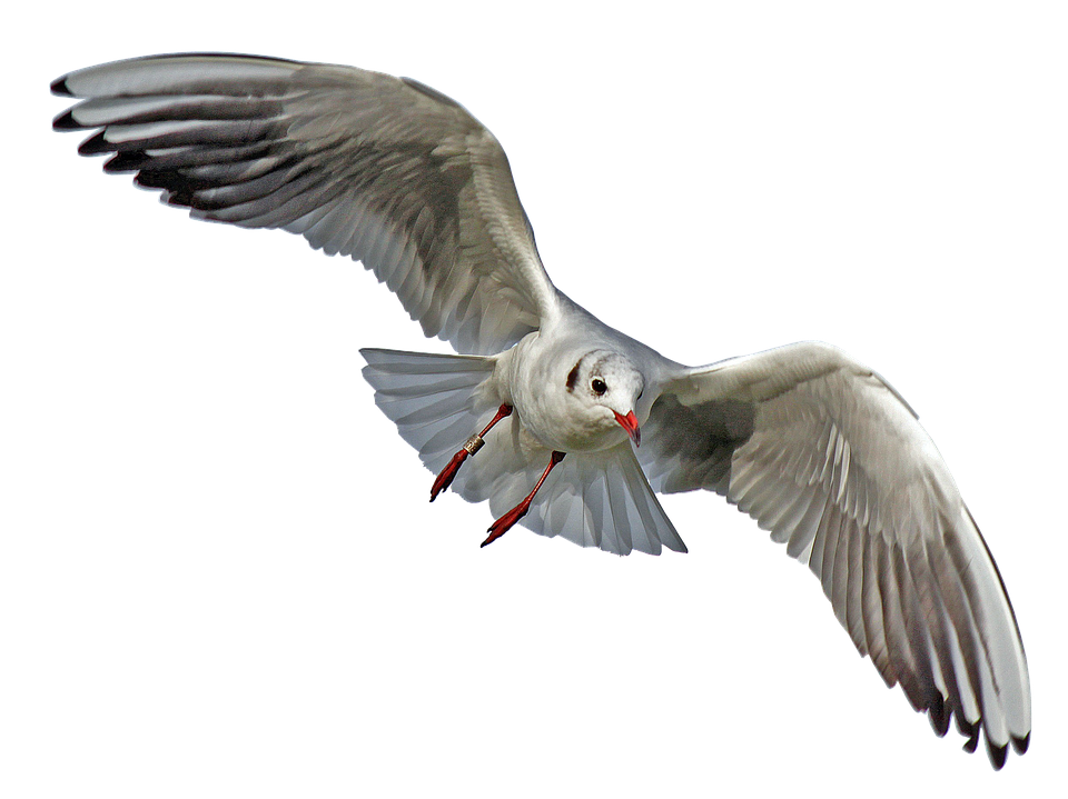 Seagull Png 960 X 719