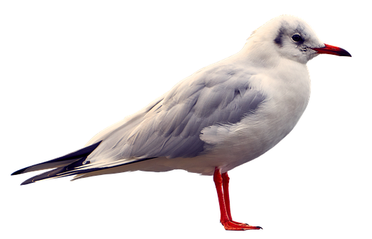 A White Bird With Orange Feet